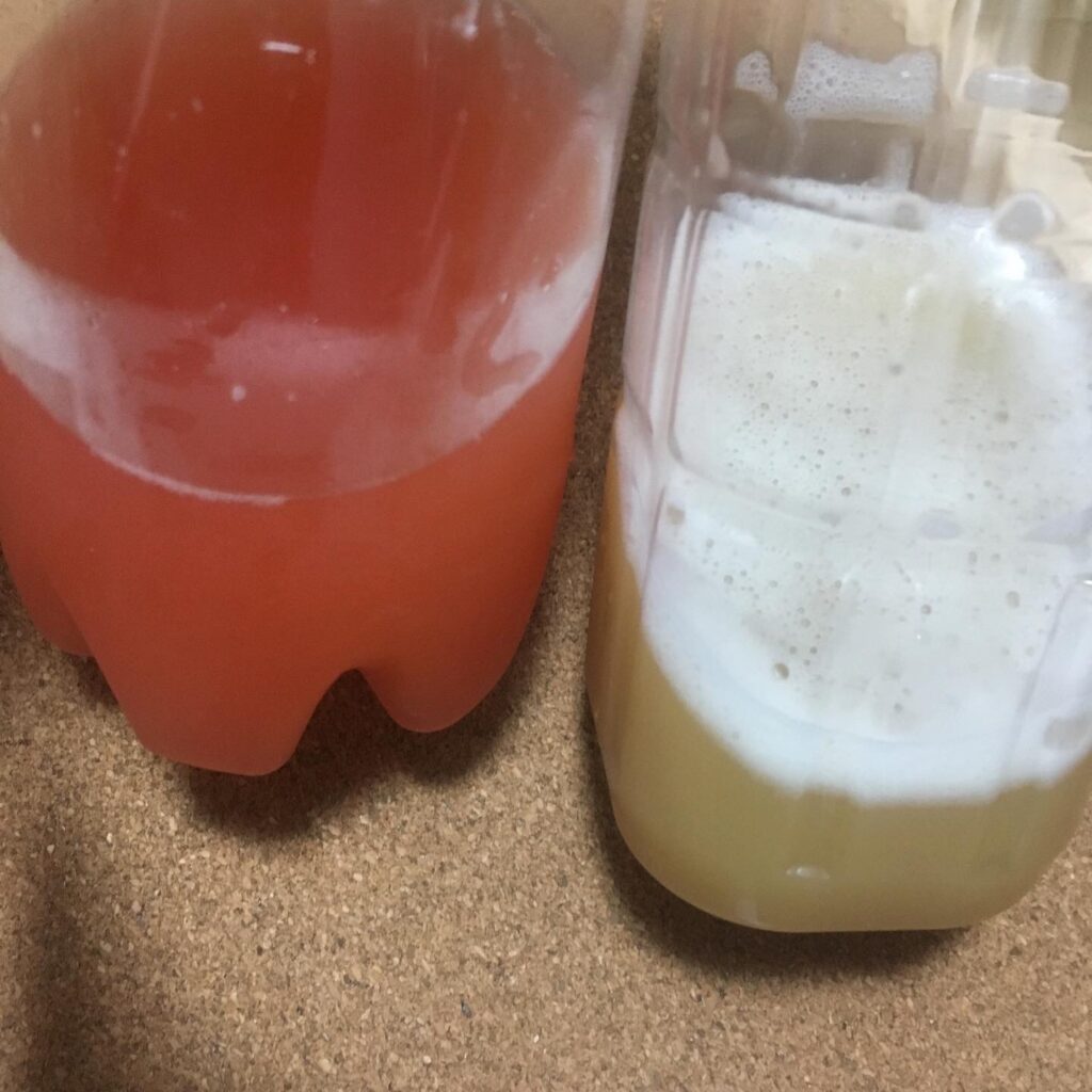 左がいちご酵母液右がレーズン酵母液の写真